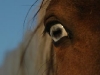 bco horses etc 032